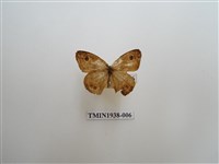 藏品(小波眼蝶)的圖片